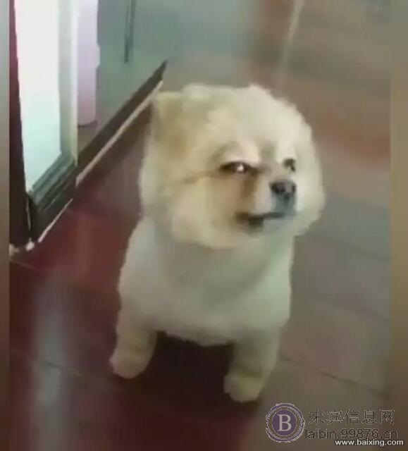 领养狗狗