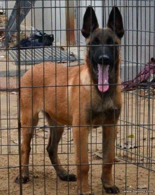 纯血统高品质马犬 疫苗驱虫已做 签购犬协议多只可选